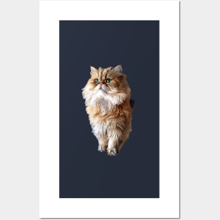 Persian Cat Cute Orange Persian Kitty Posters and Art